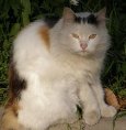 Аватара пользователя