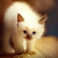 Аватара пользователя