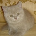 Аватара пользователя