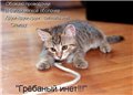 Аватара пользователя