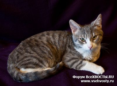 Кошки - Санкт-Петербург.Ласковому котику-подростку очень нужен дом и любящий человек! (Объявление о животных №5652)
