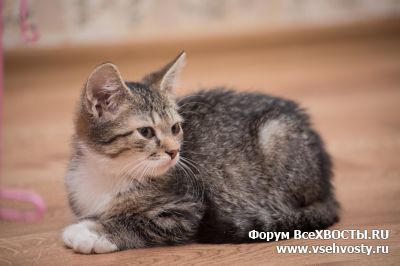 Кошки - Шустрый и игривый пацанёнок Борщ  (Объявление о животных №5507)