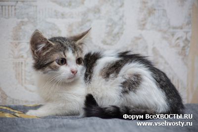 Кошки - Девочка-котёнок Фондан (Объявление о животных №5506)