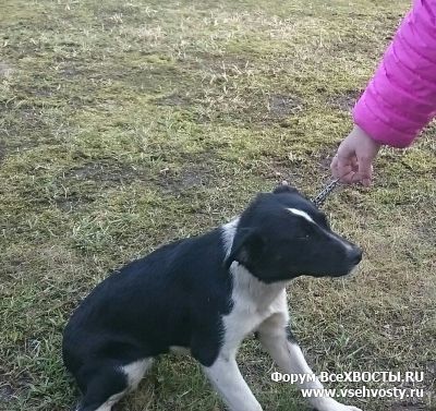 Собаки - Нашли СПБ на ул Коммунны 18 апреля . (Объявление о животных №5664)