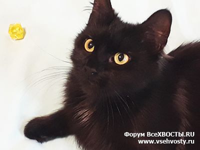 Кошки - Желтоглазая красавица  кошка Метлуша ищет хозяев! (Объявление о животных №5881)