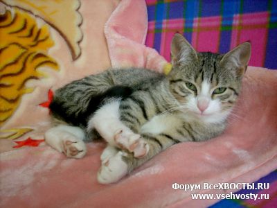 Кошки - Потеряна полосатая кошка.  Московский район. (Объявление о животных №5696)