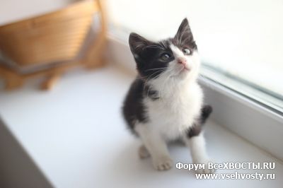 Кошки - Маленький Вжик 1,5 мес ищет дом! (Объявление о животных №6139)