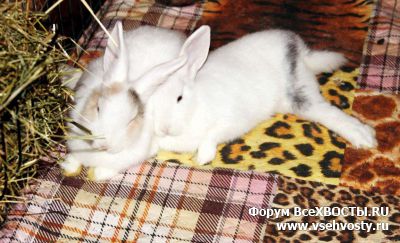 Другие животные - Кролики ищут дом. (Объявление о животных №5322)