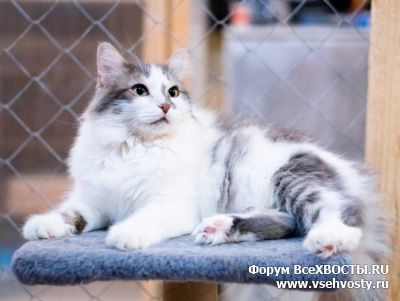 Кошки - Шикарный кот Аристарх. Санкт-Петербург. Ищет дом. (Объявление о животных №5967)