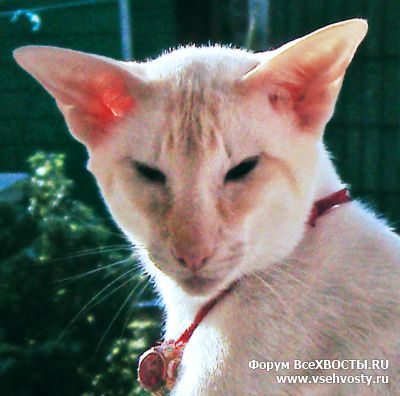 Кошки - Потерялся 28.07.2016 из МО петербургский сфинкс белый с рыжиной. Поиски продолжаются! (Объявление о животных №5457)