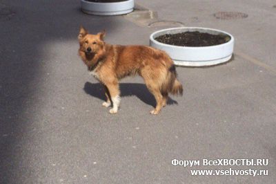 Последние добавления - 01.05 На Витебском пр. найден пушистый рыжий пес (Объявление о животных №5338)