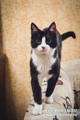Кошки - Активный и ласковый чёрно-белый котёнок ищет дом (Объявление о животных №5588)