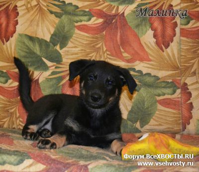 Собаки - Две трехмесячные щенули Полинка и Малинка в поисках самых лучших и заботливых хозяев. (Объявление о животных №5781)