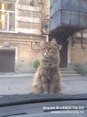 Кошки - Поиск кошки продолжается. Санкт-Петербург. Центральный район (Объявление о животных №5316)