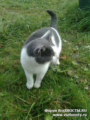 Часто просматриваемые - 28.10.2017 найден кот в садоводстве "Красногорские покосы". (Объявление о животных №5460)