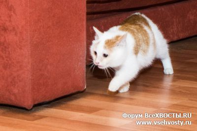 Кошки - Бело-рыжий котенок ждет заботливую хозяйку или хозяина (Объявление о животных №5527)