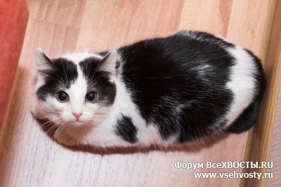 Последние добавления - Санкт-Петербург. Черно-белый котенок ищет хозяйку или хозяина (Объявление о животных №5525)