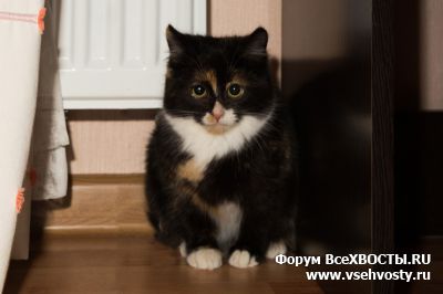 Кошки - Черненькая Бэт ищет дом (Объявление о животных №5526)