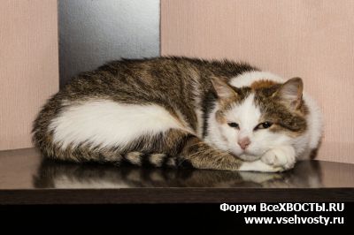 Часто просматриваемые - Кошка-мама Чупакабра ищет дом (Объявление о животных №5528)