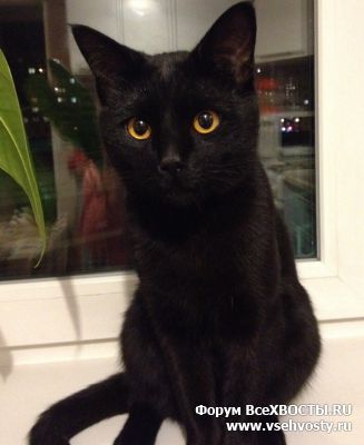 Кошки - Найден черный кот (Санкт-Петербург, Красногвардейский район) (Объявление о животных №5545)