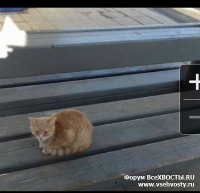 Кошки - Ржев! Найден рыжий котенок (Объявление о животных №5653)