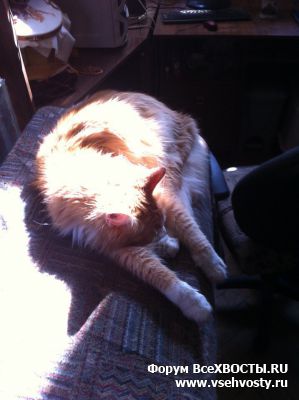 Кошки - Потерялась пушистая рыжая кошка! (Объявление о животных №5700)