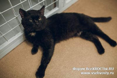 Кошки - Кот Добрыня с иммунодефицитом ищет дом. (Объявление о животных №5735)