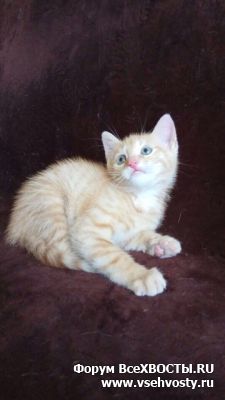 Кошки - Ласковый рыжий мальчик  ищет заботливых родителей! (Объявление о животных №5732)