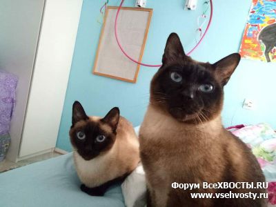 Кошки - Два самых милых тайца на свете (Объявление о животных №5741)