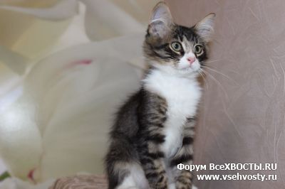 Кошки - Москва и МО. Красивый домашний котенок в Дар (Объявление о животных №5845)