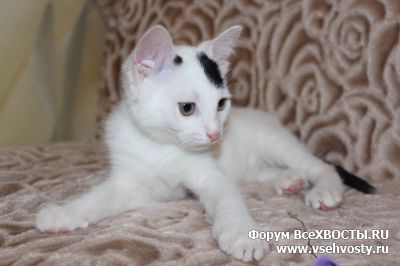 Кошки - Москва и МО. Красивые домашние котята в Дар (Объявление о животных №5846)