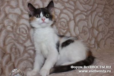 Кошки - Москва и МО. Красивый котенок в Дар. (Объявление о животных №5847)