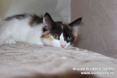 Кошки - Чудесные домашние котята в Дар. Москва и МО. (Объявление о животных №5848)