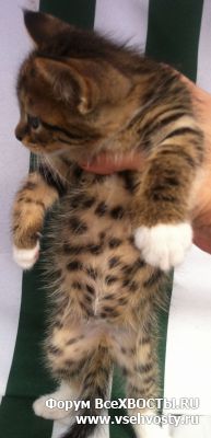 Кошки - Отдаю в добрые руки потрясающую малышку! (Объявление о животных №5836)