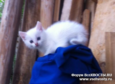 Кошки - Чудесная малышка ищет дом! (Объявление о животных №5838)