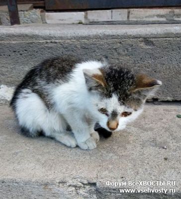 Кошки - Котенок ищет дом (Объявление о животных №5861)