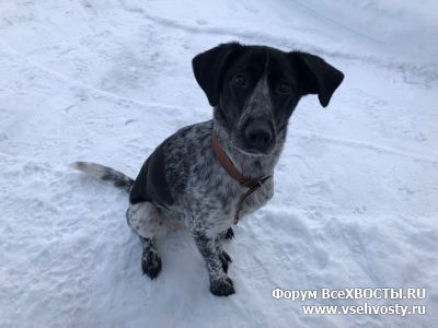 Собаки - Найдена собака Курцхаар в поселке Вырица (Объявление о животных №5955)