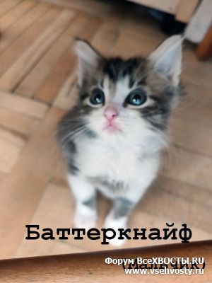 Последние добавления - Баттеркнайф, котенок, 1,5 месяца, Питер (Объявление о животных №6051)
