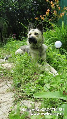 Собаки - Пес Чу ищет дом - Москва и область (Объявление о животных №6069)