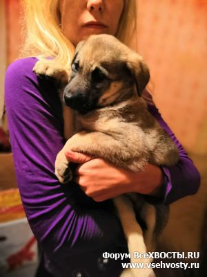 Собаки - Девочка-метис, 1,5 месяца, ищет дом! (Объявление о животных №6071)