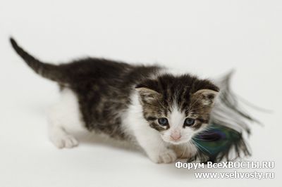Кошки -  Кукольный котёнок-девочка в надежные руки ! (Объявление о животных №6079)