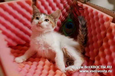 Кошки - Ласковый котенок в в надежные руки! (Объявление о животных №6080)