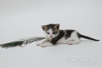 Кошки - Котенок ищет дом! (Объявление о животных №6081)