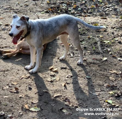 Собаки - Метис стафорширского терьера ищет дом! (Объявление о животных №6166)