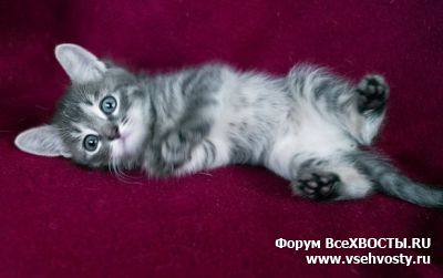 Кошки - Котенок 1,5 месяца, девочка нуждается в доме! (Объявление о животных №6129)