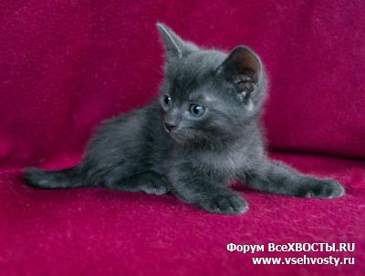 Кошки - Котенок 1,5 месяца, мальчик ищет дом (Объявление о животных №6130)