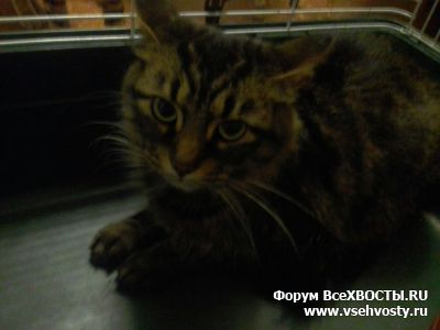 Последние добавления - Найдена кошка на Петроградке (Объявление о животных №5698)