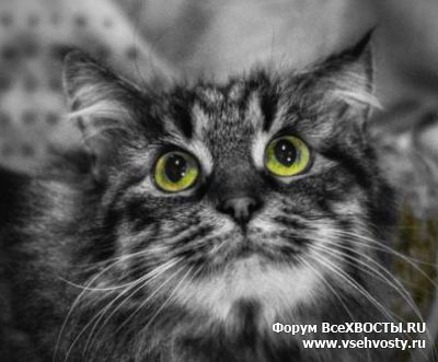 Кошки - Сибирячка-красавица ищет дом! (Объявление о животных №6109)