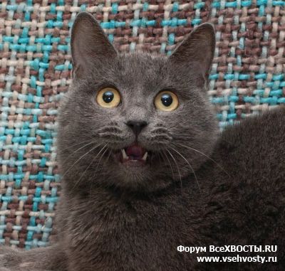Кошки - Муся (Объявление о животных №5989)