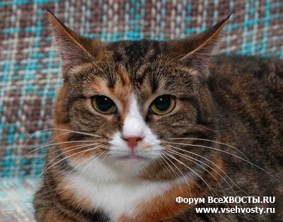 Кошки - Василиса (Объявление о животных №5985)